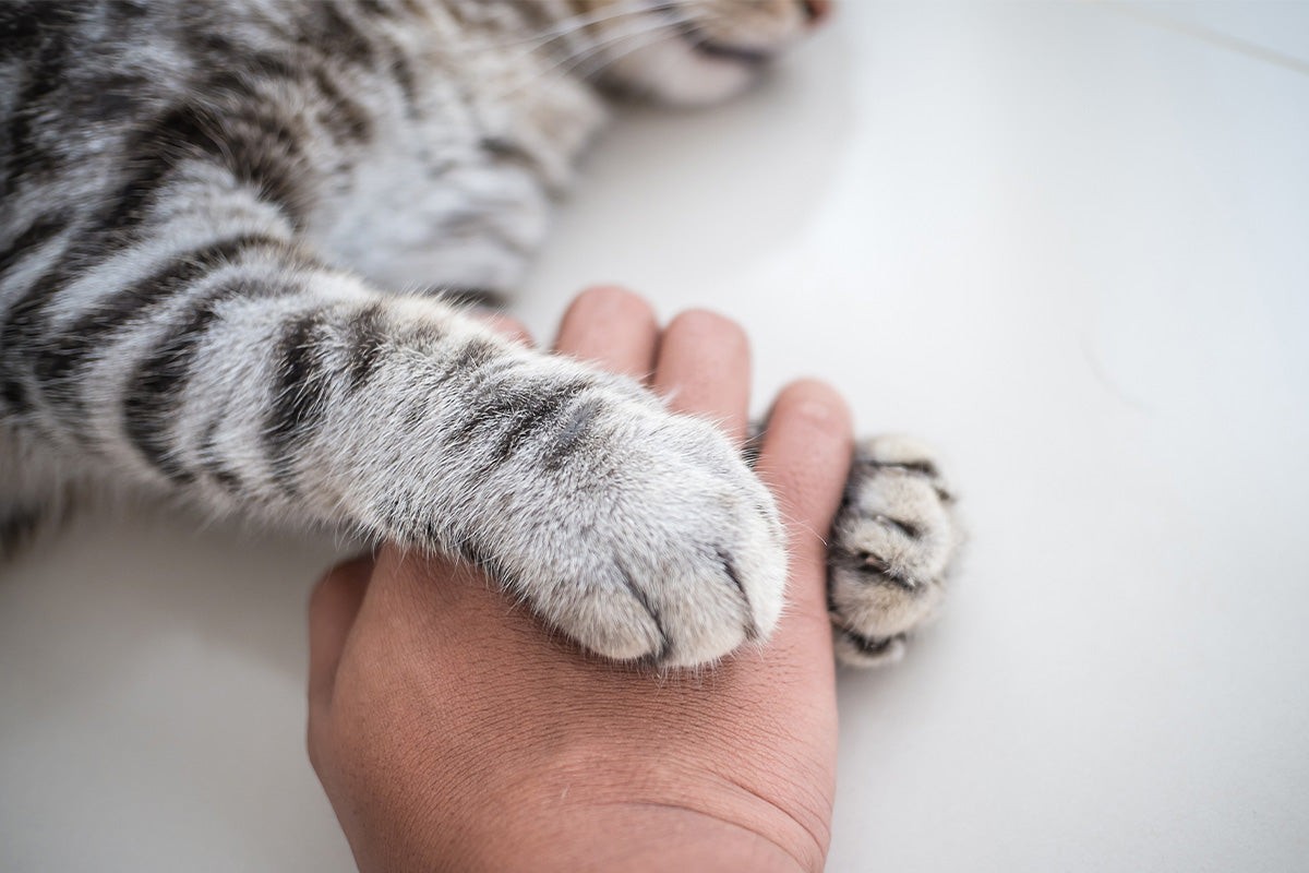 Feline Upper Respiratory Infections