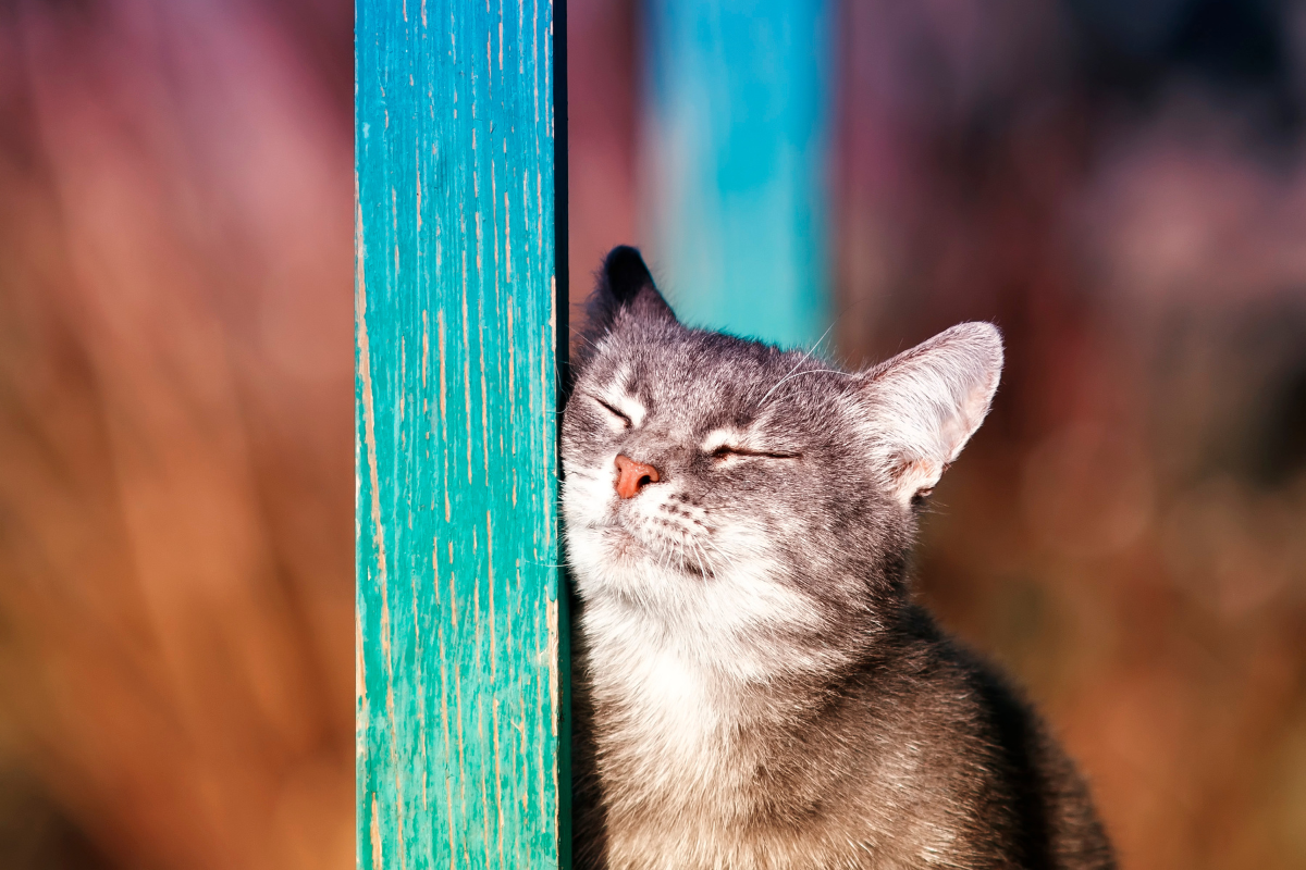 Why is scent so important for cats?