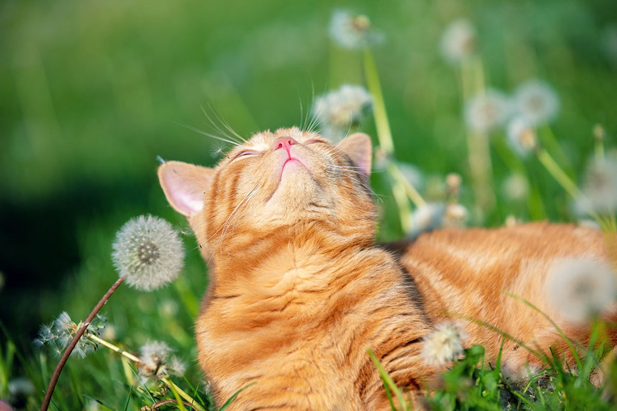 Cool For Cats