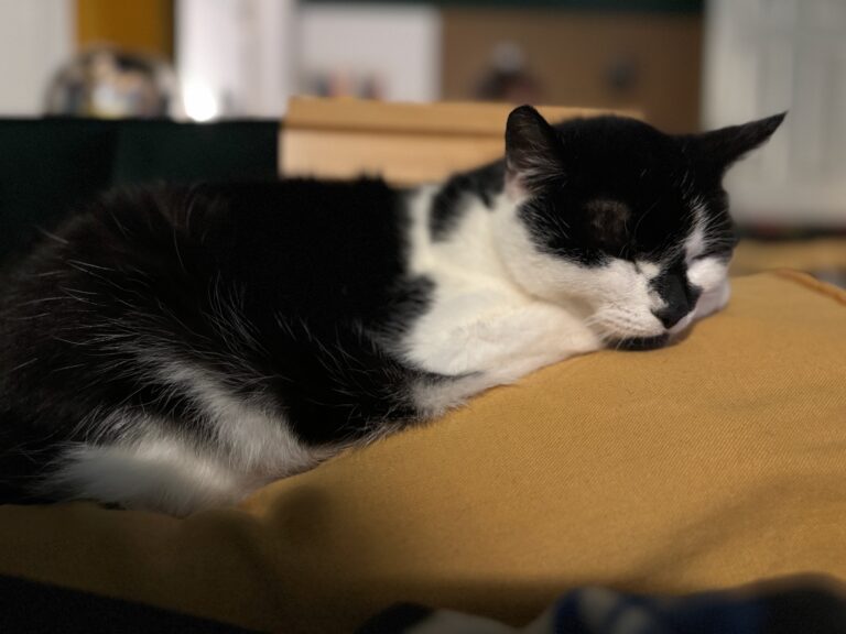 Insuring your cat with The Insurance Emporium
