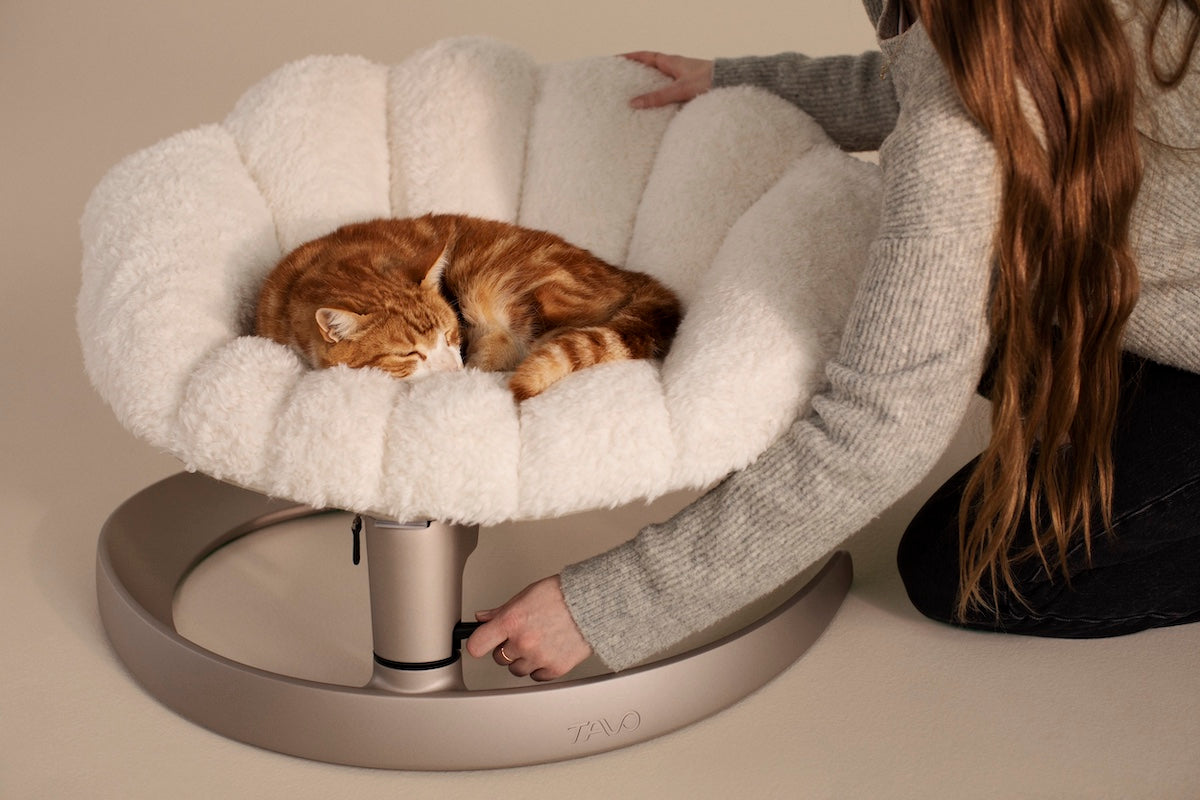 Shell: The Ultimate Lounger For Your Cat