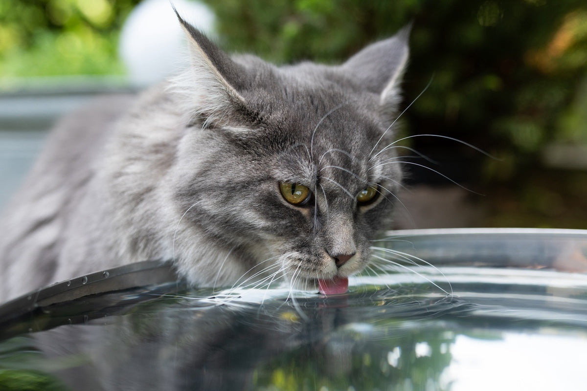 Hydrate, Hydrate, Hydrate