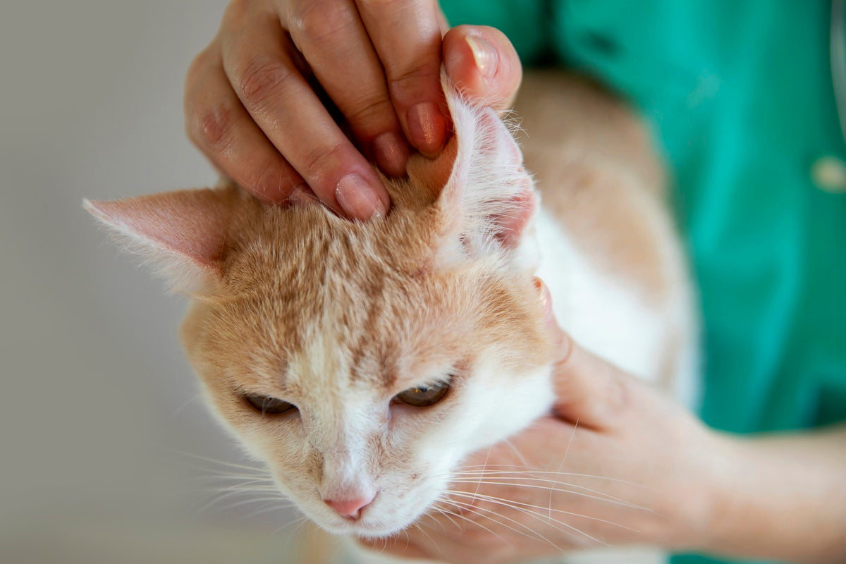 Boss Pets Brings Trusted Cat Ear Care to the UK