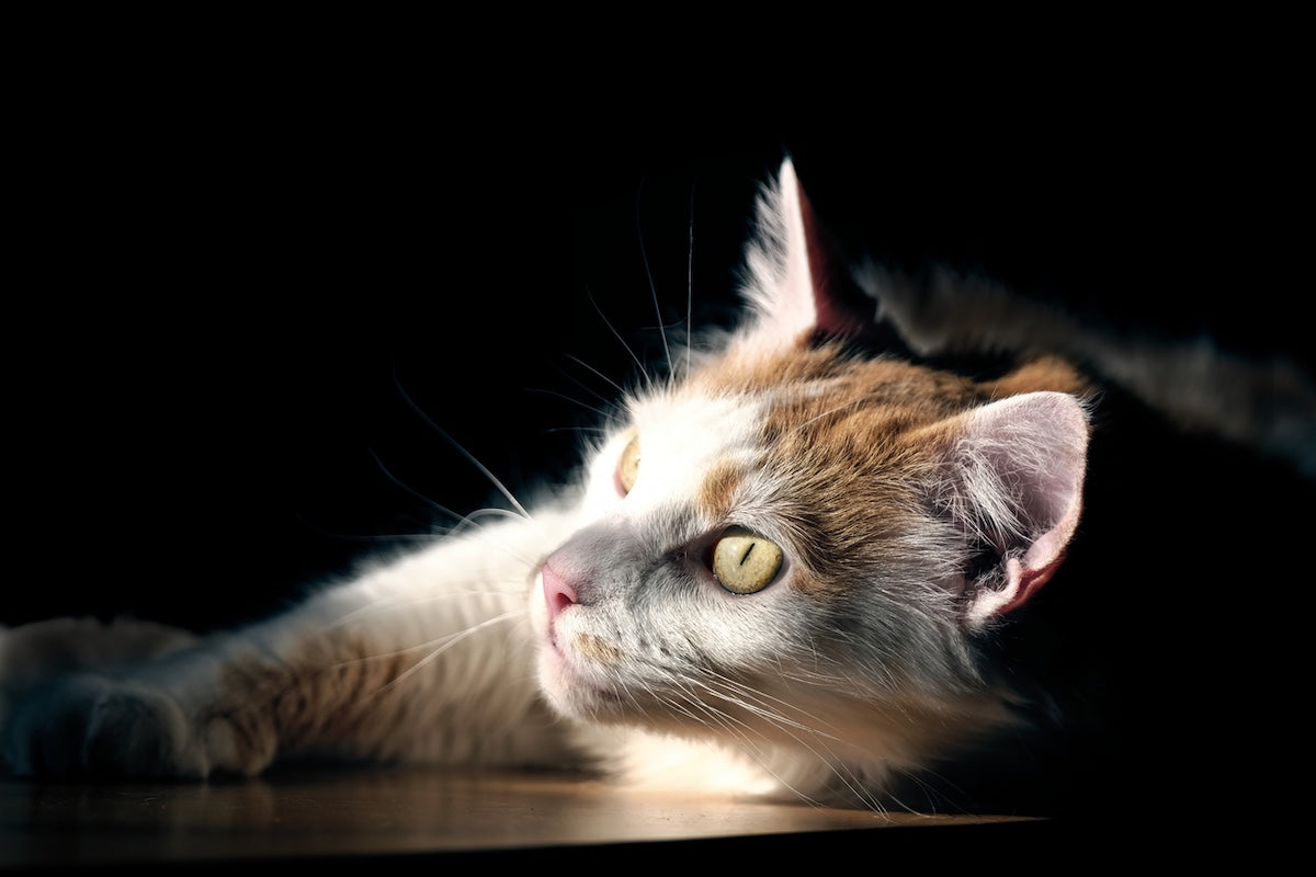 When Light Becomes Overwhelming