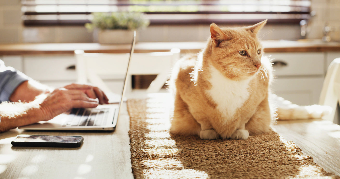 Feline Insurance FAQs Answered