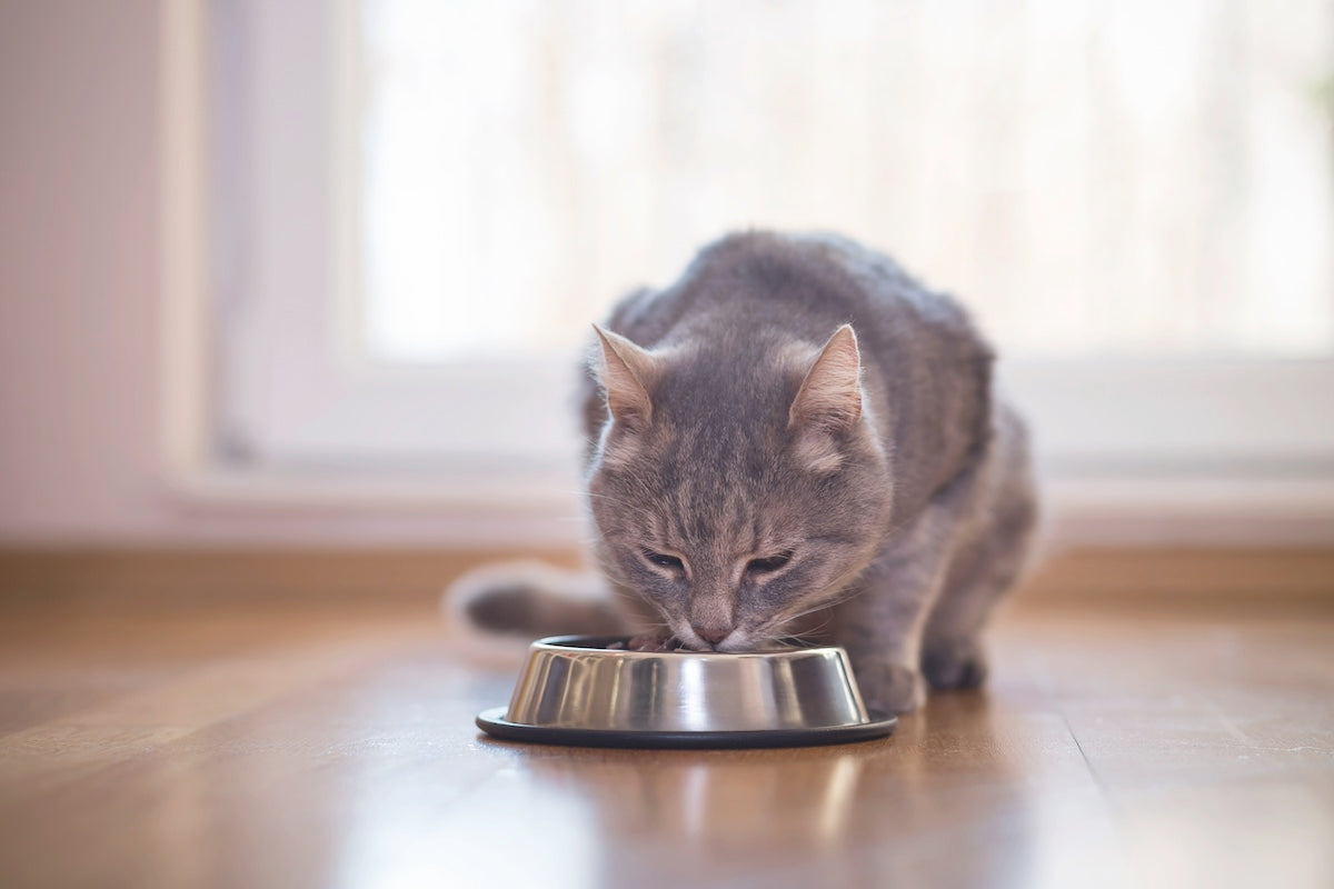 Purrplexing Plates