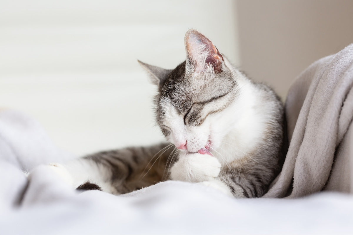 Reducing Hairballs, The Natural Way