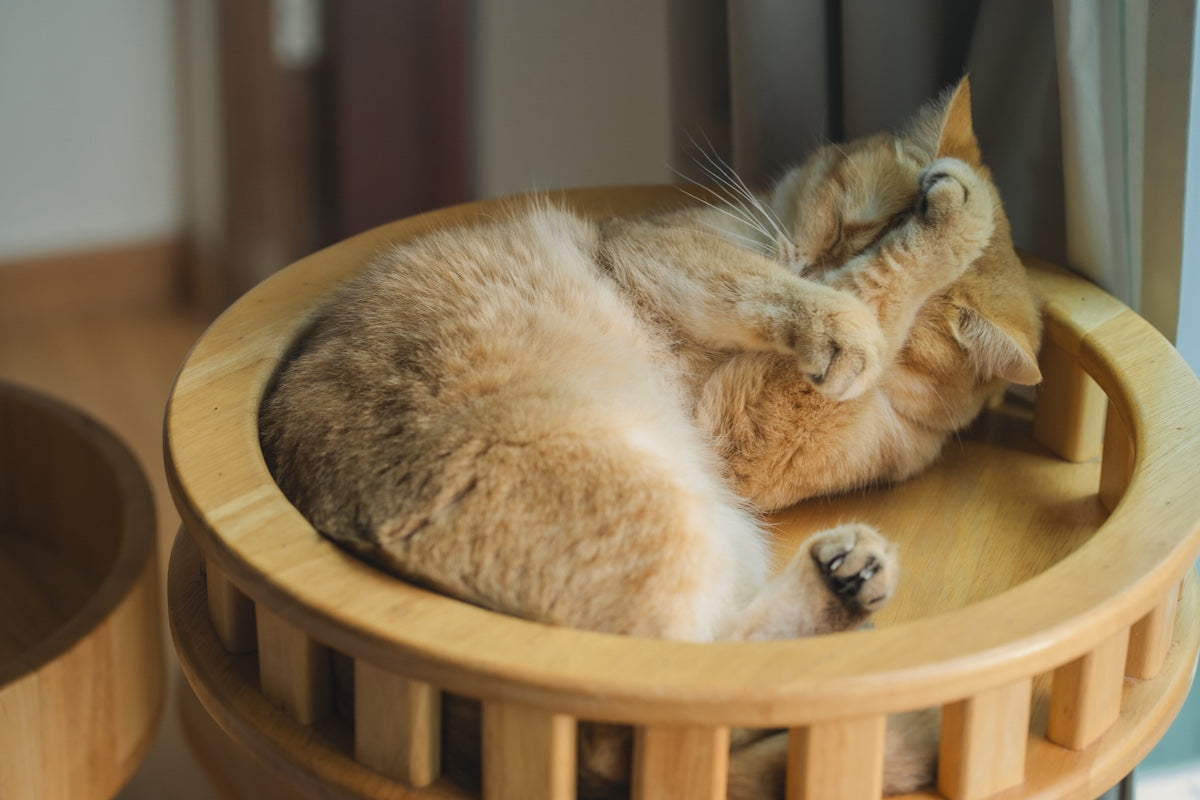 Why Do Cats Sit in Circles?